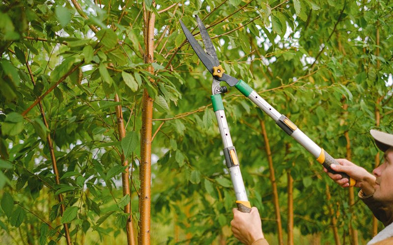 Tree trimming in Brogan, OR